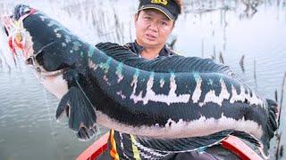 15 Mutant Fish Taking Over Waters Around the World