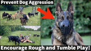 How To Prevent Dog Aggression  Puppies Need Rough and Tumble Play For Proper Socialization