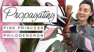 Propagate Pink Princess Step By Step  How To Propagate A Philodendron Pink Princess