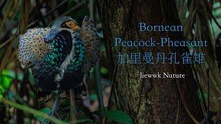 Bornean Peacock-Pheasant 加里曼丹孔雀雉 婆羅洲孔雀雉 Polyplectron schleiermacheri KUANG-CERMIN BORNEO