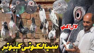 sialkoti kabutar Lal aankh wala batera kabutar  kabootar ki pahchan motiya aalha pigeon #foryou