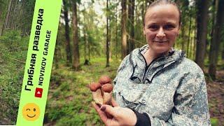 Грибная разведка 18 июля 2024. Всеволожский район.