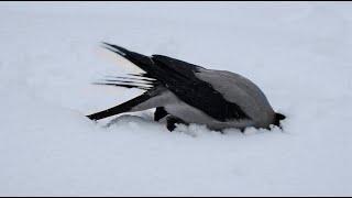 Ворона купается в снегу  A crow bathes in the snow