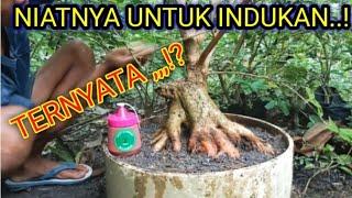 NIATNYA UNTUK IDUKAN.. TERNYATA..? PRES INDUKAN BONSAI SANCANG @Rmjgarden