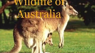 Wildlife of Australia