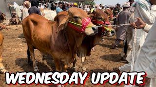 Wednesday update  kheere bachre 2025  sahiwal cholisthani bachre Lahore Cow mandi