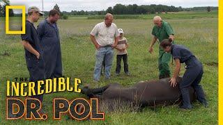 Helping a Downed Horse  The Incredible Dr. Pol