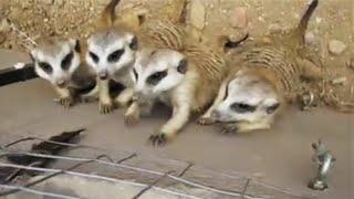 Funny meerkats playing with a feather