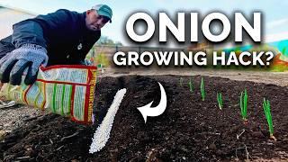 My New Favorite Way To Grow BIG Onions 