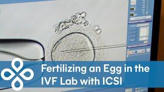 Fertilizing an Egg with Sperm in the Lab - ICSI Footage