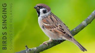 Beautiful Birds Singing in Forest - Calming Bird Sound Reduce Stress Anxiety & Depression