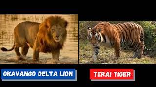 Lion Vs Tiger - Okavango Delta African Lion vs Terai Bengal Tiger - Size Comparison  Part - 8