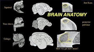 Katerina Semendeferi Comparative Brain Anatomy