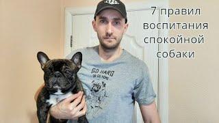 7 правил  воспитания послушной спокойной собаки