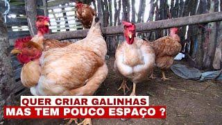 COMO CRIAR GALINHAS CAIPIRAS EM POUCO ESPAÇO