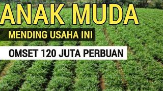 PELUANG USAHA DAN IDE BISNIS DIDESA MODAL KECIL  TAPI OMSET BISA 120JT