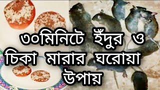 How To Kill Rats Within 30 minutesHome Remedyইঁদুর মারার ঘরোয়া উপায়