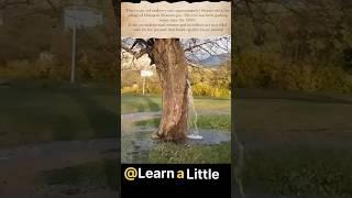 Water coming from a Mulberry Tree #wonder #waterfountain #Learnalittle