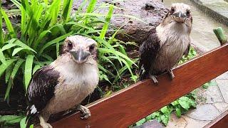 Very wet kookaburras