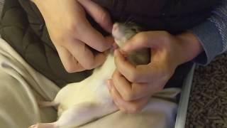 Rats are ticklish  How to tickle your pet rat