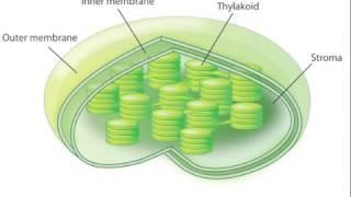 Cellular Process