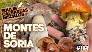 Boletus Edulis Amanitas Caesarea y Níscalos explorando los Montes de Soria  Septiembre 2024