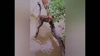 Monkey drowning 