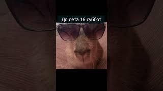 Капибара лето #capybara #memes #лето