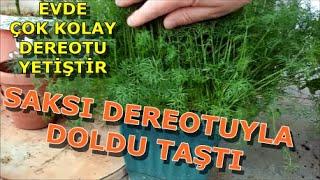 Saksıda dereotu yetiştirme. Kolay yöntemle evde dereotunu kendin yetiştir How To Plant Dill?