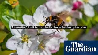 Loss of bees causes shortage of key food crops study finds