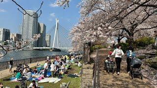 Japanese Cherry Blossom Festivals Underway