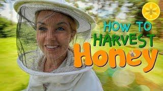 How to Harvest Honey  Beekeeping with Maddie #12