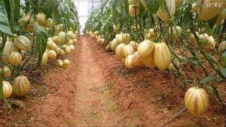 WOW Amazing Agriculture Technology - Pepino Melon