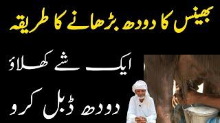 How to increase buffalo milk  بھینس کا دودھ بڑھانے کا نسخہ  The tried and tested recipe