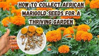 How to Collect African Marigold Seeds for a Thriving Garden #marigold #flowers #gardening #plants