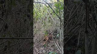 Eat Hiding  Komodo Dragon