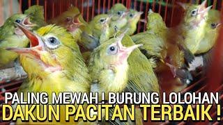 PALING LARIS  PLECI DAKUN PACITAN LOLOHAN DI PASAR BURUNG PRAMUKA HARI INI