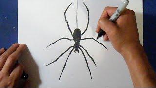 как рисовать паука