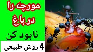 چهار روش طبیعی برای ازبین بردن مورچه ها در باغ  how to kill ants in gardening