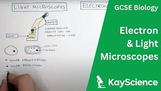 Electron vs Light Microscopes Explained - GCSE Biology  kayscience.com