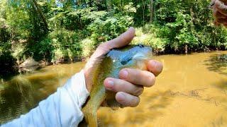 Catching a Panfish on the Fly in Alabama Fly Fishing