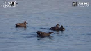 Gadwall courtship