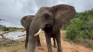 Meet Bubi of the Jabulani Herd