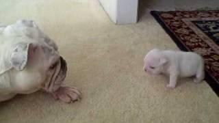 Elvis the Bulldog Puppy reads his mom the riot act