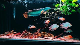 Most Beautiful Channa Barca Fish Tank  Friendly Snakehead in Aquarium