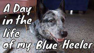 A Day in the Life of My Blue Heeler  A Day in the Life of an Australian Cattle Dog