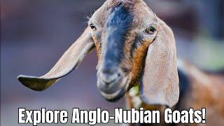 All About Anglo Nubian Goats Facts and Tips 2024