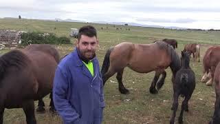 Ganaderos en su hábitat  Yeguas en Lora  21.6.2024