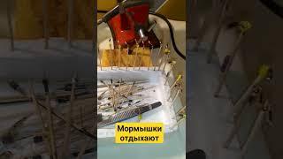 Мормышки сушатся перед покраской #рыбалка #мормышка #безмотылка