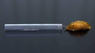 Slug squeezing through a ballpoint pen tube